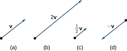 Este gráfico tiene 4 figuras. La primera figura es un vector marcado como "v". La segunda figura es un vector dos veces más largo que el primer vector y está marcado como "2 v". La tercera figura es la mitad de larga que la primera y está marcada como "1/2 v". La cuarta figura es un vector en sentido opuesto al primero. Está marcado como "-v".