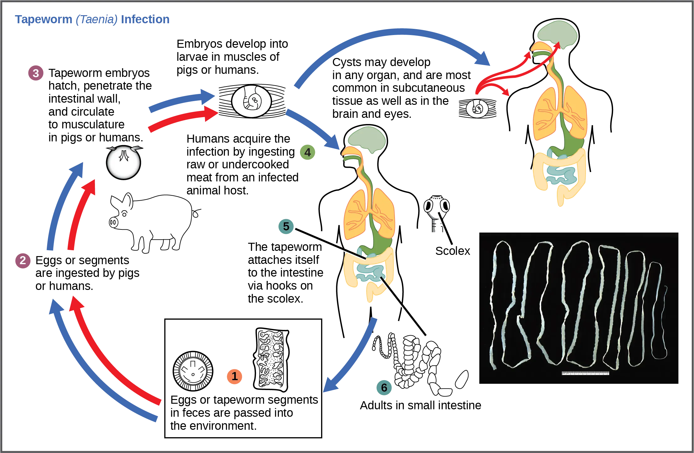 The life cycle of a tapeworm begins when eggs or tapeworm segments in the feces (1) are ingested by pigs or humans (2). The embryos hatch, penetrate the intestinal wall, and circulate to the musculature in both pigs and humans (3). This figure shows how humans may acquire a tapeworm infection by ingesting raw or undercooked meat (4). Infection may result in cysts in the musculature, brains, and eyes, or in tapeworms in the intestine. Tapeworms attach themselves to the intestine via a hook-like structure called the scolex (5). Adult tapeworms are then present in the small intestine (6). Tapeworm segments and eggs are excreted in the feces, completing the cycle.