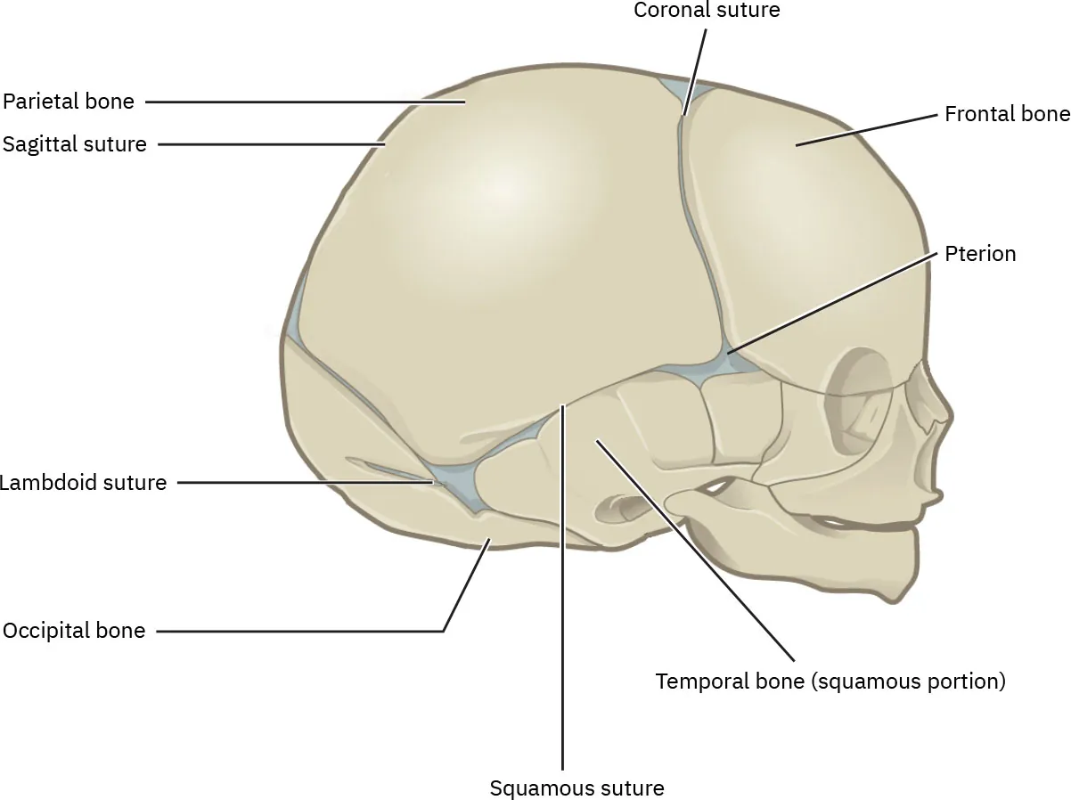 A diagram of the cranial sutures.