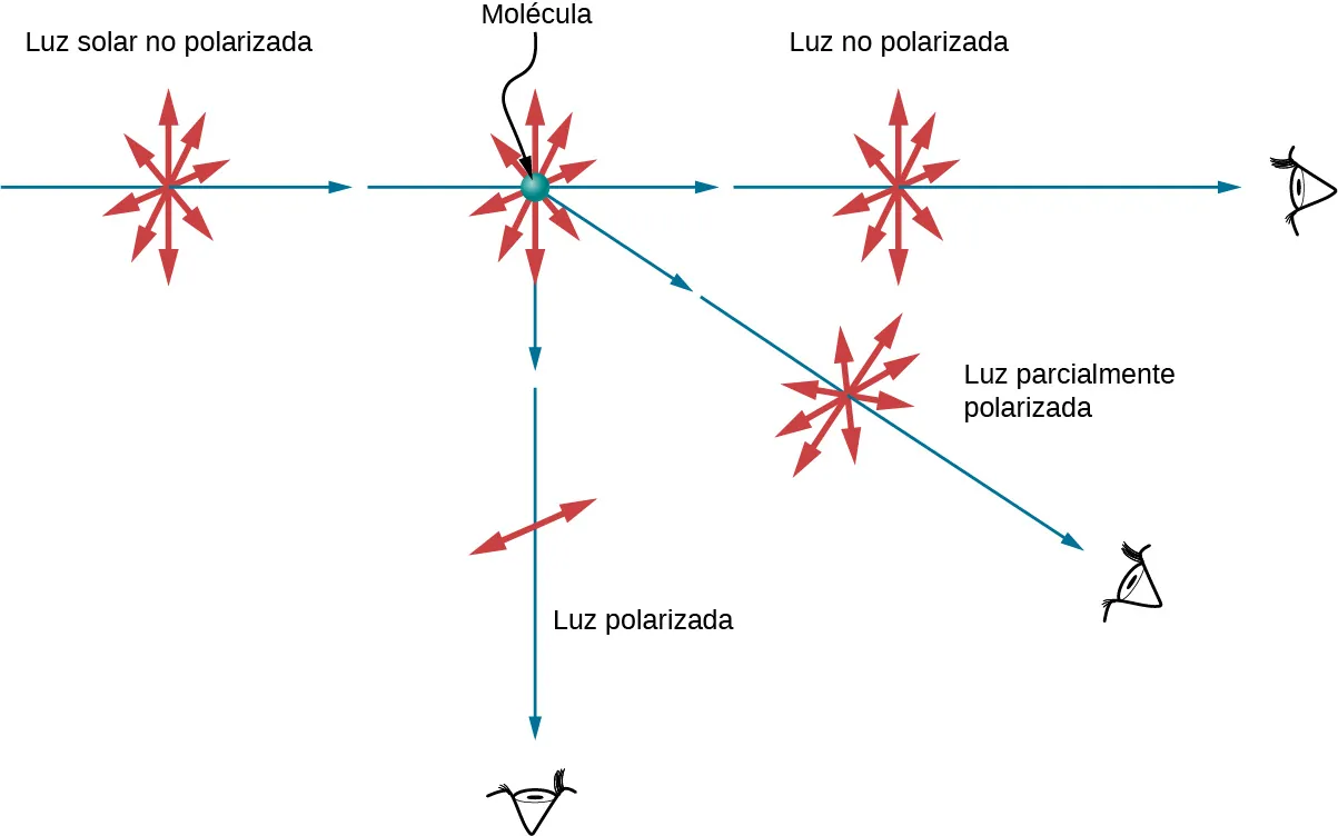 La figura ilustra la dispersión de la luz no polarizada por una molécula. Como es habitual, los rayos se representan con flechas azules rectas y las direcciones del campo eléctrico con flechas rojas de doble punta. La luz incidente no polarizada tiene vectores de campo eléctrico que oscilan en todas las direcciones en el plano perpendicular a la dirección de propagación de los rayos de luz. La molécula dispersa la luz en todas las direcciones. La luz que se dispersa en la misma dirección que la luz incidente permanece no polarizada. La luz dispersada en la dirección perpendicular a la dirección de la luz incidente se polariza perpendicularmente al plano definido por los rayos incidentes y dispersos. La luz que se dispersa en una dirección intermedia está parcialmente polarizada. El campo eléctrico perpendicular al plano tiene una amplitud mayor que el campo paralelo al rayo incidente.