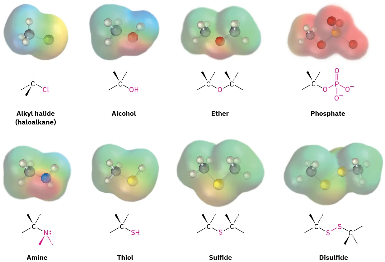 The ball and stick models and general structure of alkyl halide, alcohol, ether, phosphate, amine, thiol, sulfide, and disulfide.