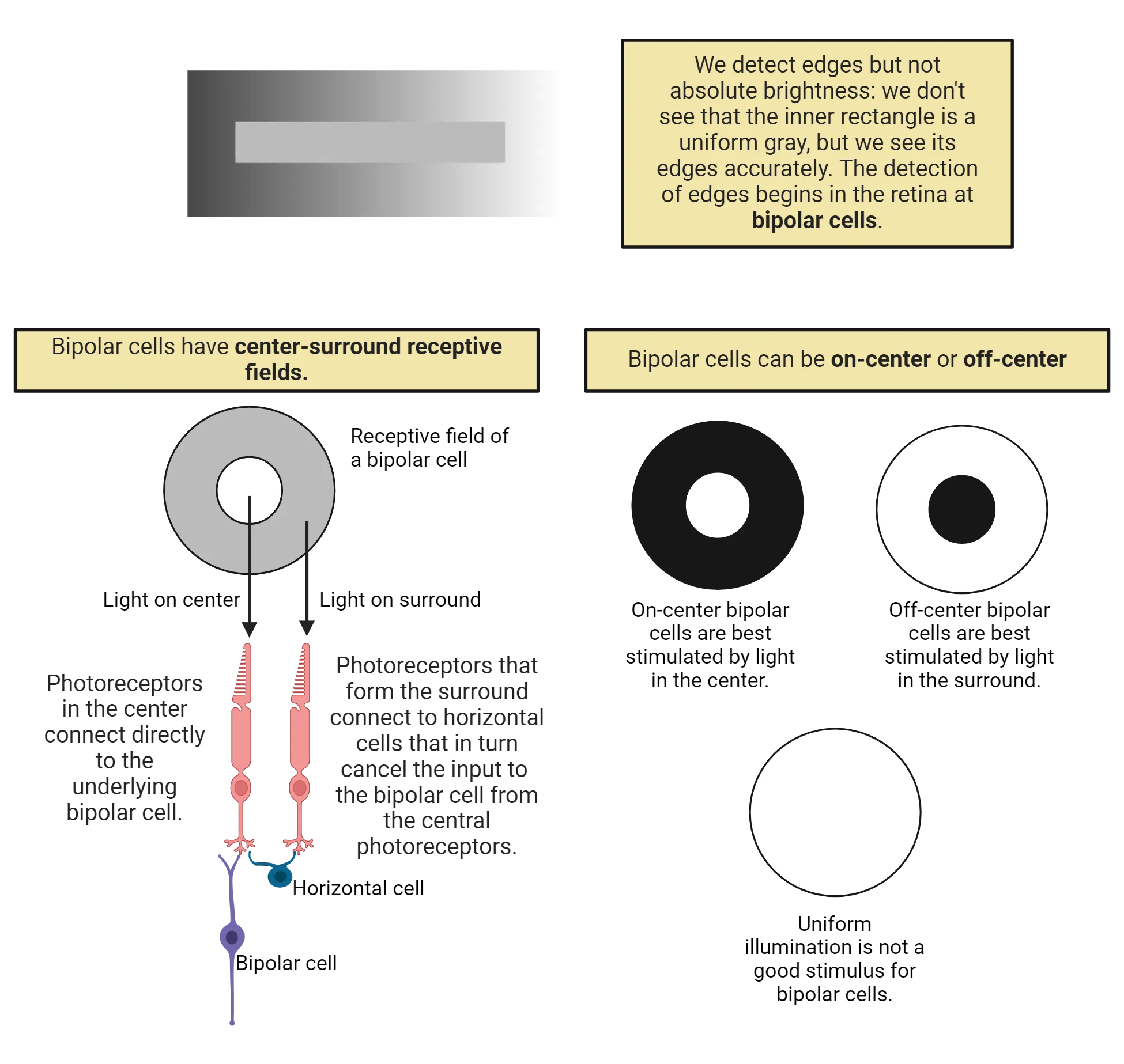 Top shows a shaded rectangle where the shading is in a gradient from dark to light, left to right. Within that rectangle is another, smaller rectangle, which looks like it has the inverse gradient of shading (though it is actually a uniform shading throughout). Text says We detect edges but not absolute brightness: we don't see that the inner rectangle is a uniform gray, but we see its edges accurately. Bottom left shows a circle representing the receptive field of a bipolar cell. It has a center circle and a larger surround. Light on the center circle excites one photoreceptor while light on a spot to the right, in the surround area, excites a different photoreceptor. Photoreceptors in the center connect directly to the underlying bipolar cell. Photoreceptors that form the surround connect to horizontal cells that in turn cancel the input to the bipolar cell from the central photoreceptors. Bottom right shows 3 possible stimuli for a bipolar cell receptive field. On-center bipolar cells are best stimulated by light in the center (surround is dark). Off-center bipolar cells are best stimulated by light in the surround (center is dark). Uniform illumination (center and surround are light) is not a good stimulus for bipolar cells.