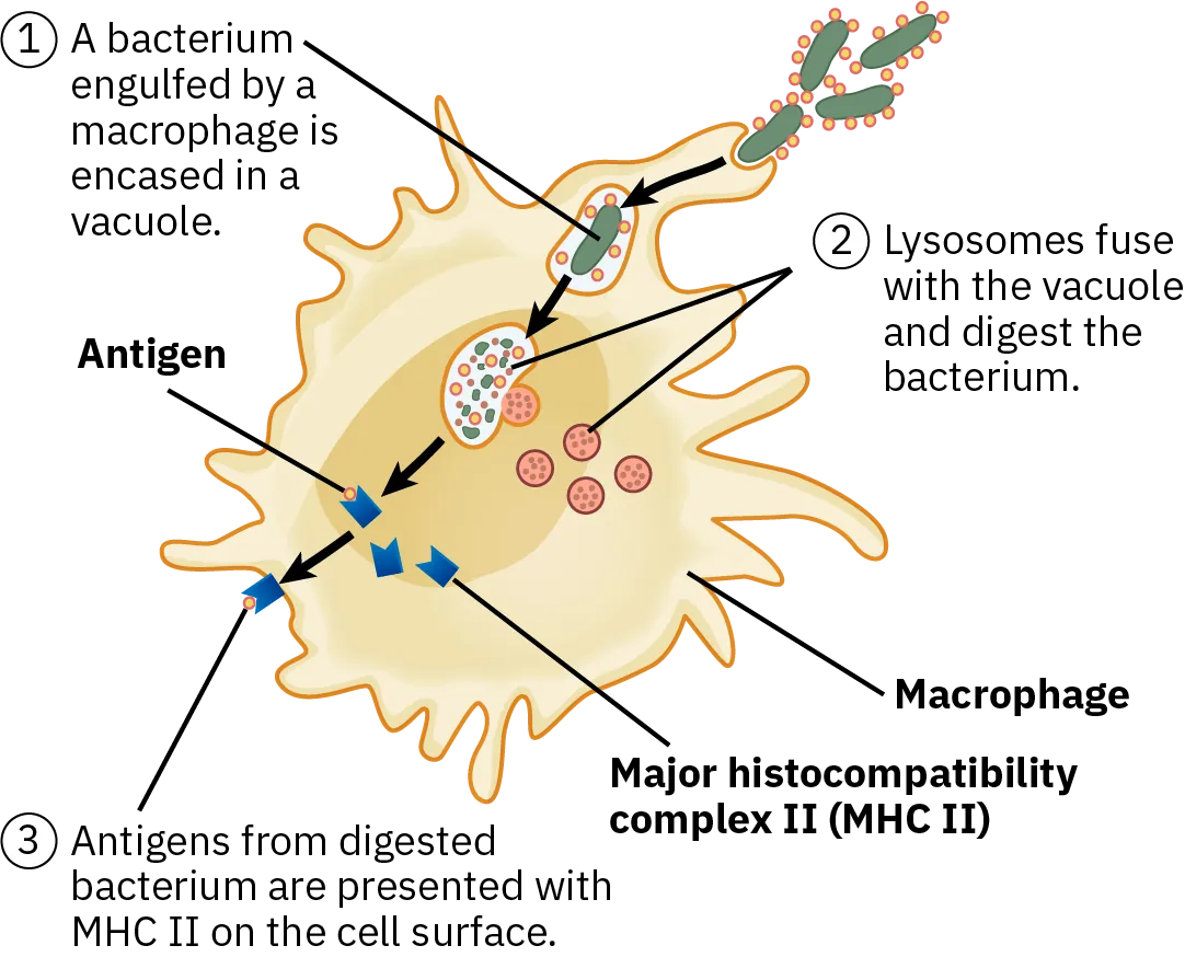 A diagram shows how a microphage digests a foreign bacterium. First, the bacterium engulfed by the macrophage is encased in a vacuole. Next, lysosomes fuse with the vacuole and digest the bacteria. Finally, antigens from the digested bacterium are presented with M H C 2 on the cell surface.