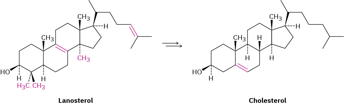 Lanosterol forms cholesterol via a double bond rearrangement and a double bond reduction.