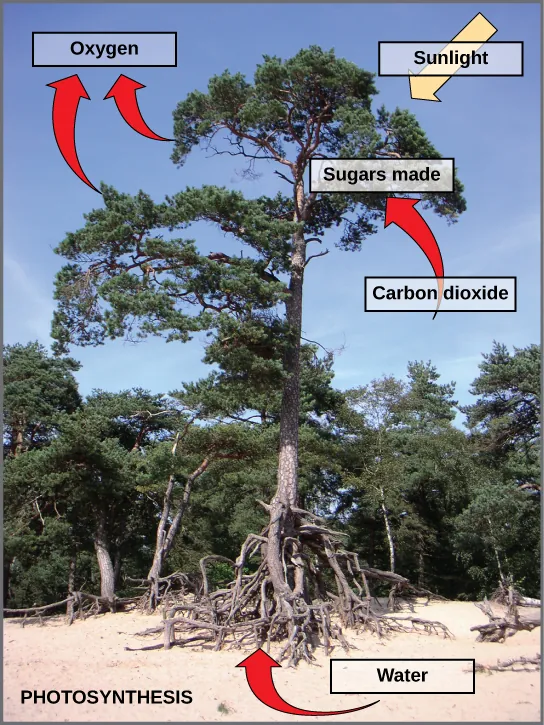 Photo of a tree with labels shows photosynthesis. Arrows indicate that the tree uses carbon dioxide, water, and sunlight to make sugars and oxygen.  Water is absorbed through the tree's roots; sunlight is absorbed through the tree's leaves; the tree also absorbs carbon dioxide, and releases oxygen.