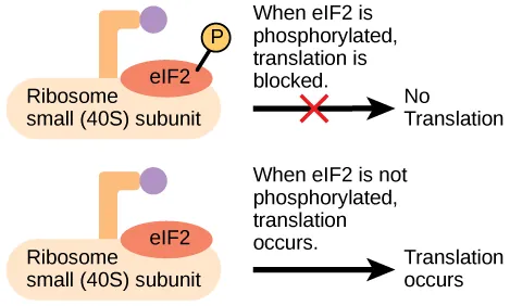 The eIF2 protein is a translation factor that binds to the small 40S ribosome subunit. When eIF2 is phosphorylated, translation is blocked.