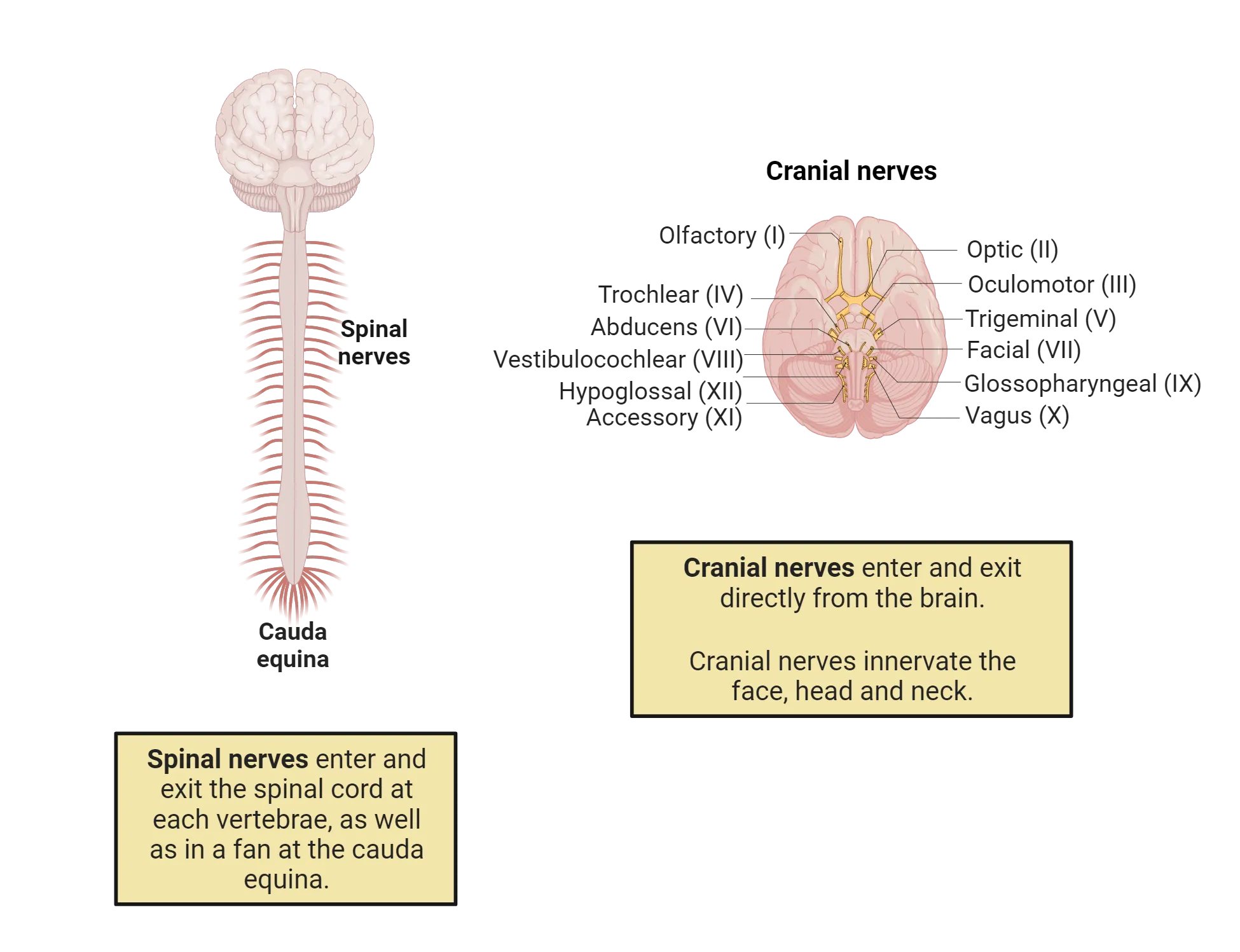Diagram of the central nervous system of a human, showing a brain with spinal cord descending from the back of the brain and spinal nerves exiting at each vertebrae. The fan of nerves of the caudal equina are also shown in the caudal end of the spinal cord. Also shown is a diagram of the ventral surface of the human brain with the 12 cranial nerves exiting bilaterally. They are: the olfactory nerve (I), the optic nerve (II), oculomotor nerve (III), trochlear nerve (IV), trigeminal nerve (V), abducens nerve (VI), facial nerve (VII), vestibulocochlear nerve (VIII), glossopharyngeal nerve (IX), vagus nerve (X), accessory nerve (XI), and the hypoglossal nerve (XII)