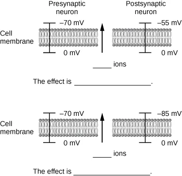 70mV and the bottom of it is labeled 0mV. The second one is labeled Postsynaptic neuron and it is labeled -55mV and the bottom is labeled 0mV. It follows after with a space that says The effect is_____. The second part of the photo shows another cell membrane. The top of the first one is labeled -70 mV and the bottom is labeled 0mV. The second one is labeled on top -85mV and the bottom one is labeled 0mV it is followed with a space saying The effect is ____.