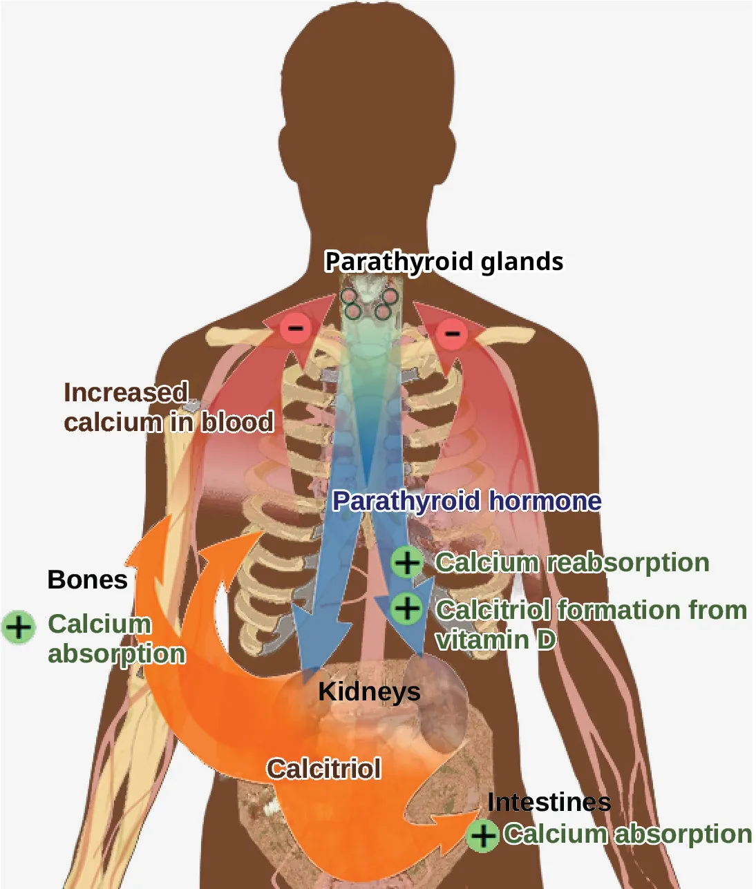 The parathyroid glands, which are located in the neck, release parathyroid hormone, or PTH. PTH causes the release of calcium from bone and triggers the reabsorption of calcium from the urine in the kidneys. PTH also triggers the formation of calcitriol from vitamin D. Calcitriol causes the intestines to absorb more calcium. The result is increased calcium in the blood.