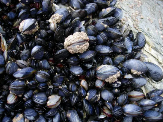 The photo shows black and gray mussels clustered together.