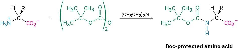 A zwitterionic amino acid reacts with  di-tert-butyl pyrocarbonate  in the presence of triethylamine to form a B o c-protected amino acid anion.
