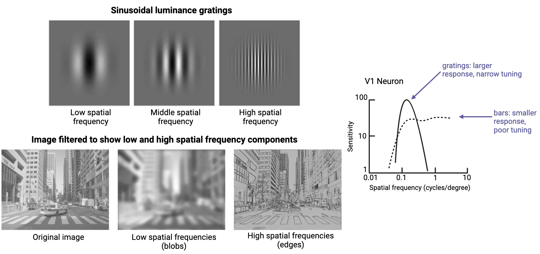 Top shows example sinusoidally modulate gratings. Low frequency is wide repeating light-dark stripes. Medium to high frequency shows thinner repeating stripes (and therefore more stripes in the same area). Middle shows a photo of a city scene (buildings, cars) along with a version with only low spatial frequencies (blobs, the scene looks blurry) and a version with only high spatial frequencies (edges, only the edges of shapes are shown). Bottom shows a line graph with y axis sensitivity (1 to 100) and x axis spatial frequency (cycles/degree, 0.01 to 10). Graph shows results of stimulating a V1 neuron with a series of spatial frequency gratings or a set of bars of different widths. Resulting lines show that the best SF grating is more effective than the best bar, and the neuron is more narrowly tuned for spatial frequency than for bar width.