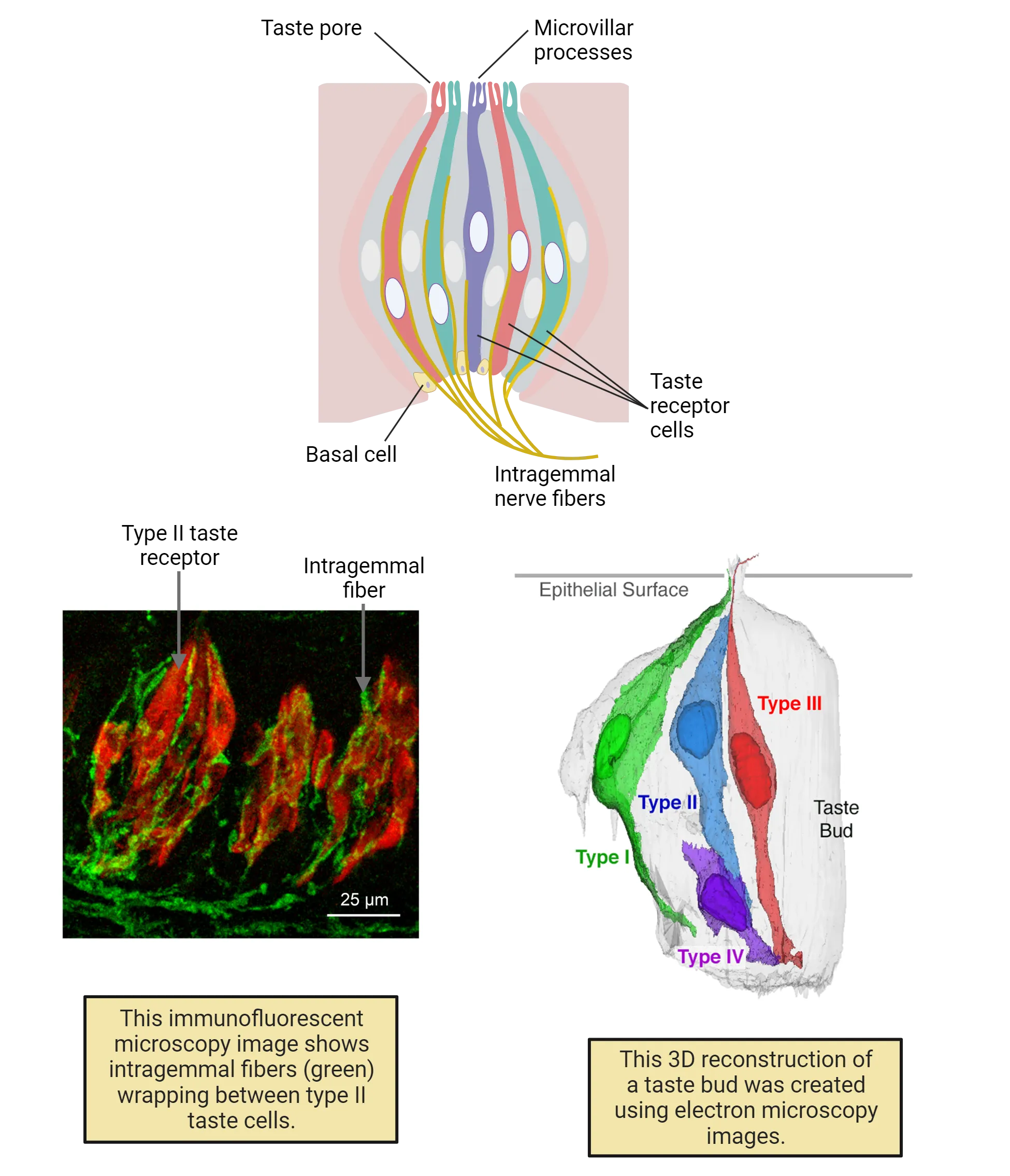 Three-part figure. 1) A diagram of a taste bud, showing layers of taste recetpro cells wrapped in an onion-shape, with microvillar processes in the taste pore. Intragemmal nerve fibers weave between taste receptor cells. 2) An immunofluorescent microscopy image shows intragemmal fibers (green) wrapping between type II taste cells. 3) A 3D reconstruction of a taste bud was created using electron microscopy images.