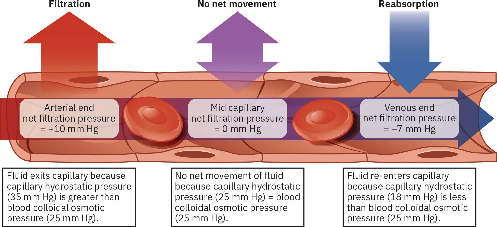 Exchange of gasses via capillaries.