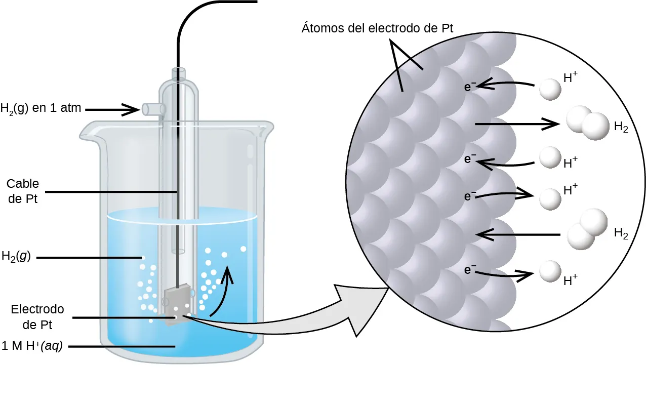 La figura muestra un vaso de precipitados lleno hasta la mitad de un líquido azul. Un tubo de vidrio se sumerge parcialmente en el líquido. Las burbujas, que están marcadas como "H subíndice 2 (g)" se elevan desde el cuadrado gris oscuro, marcado como "electrodo P t" en el fondo del tubo. Debajo del fondo del tubo que apunta a la solución en el vaso de precipitados está la marcación " 1 M H superíndice más (a q)". Una flecha curva apunta hacia la derecha, indicando la dirección de las burbujas. Un alambre negro marcado como "alambre P t" se extiende desde el gris oscuro hasta el interior del tubo a través de un pequeño puerto en la parte superior. Un segundo puerto pequeño se extiende fuera de la parte superior del tubo a la izquierda. Una flecha señala la apertura del puerto desde la izquierda. La base de esta flecha está marcada como "H subíndice 2 (g) a 1 a t m". Una flecha gris claro señala un diagrama en un círculo a la derecha que ilustra la superficie del electrodo P t en una vista ampliada. Los átomos P t se ilustran como un conjunto uniforme de esferas grises que está marcado como "átomos del electrodo P t". En el conjunto de esferas grises, la marcación "e superíndice negativo" se muestra 4 veces en una distribución vertical casi uniforme para mostrar los electrones en la superficie P t. Una flecha curva se extiende desde una esfera blanca marcada como "H superíndice más" a la derecha de los átomos P t hasta el electrón más alto mostrado. Justo debajo, una flecha recta se extiende desde la superficie P t hacia la derecha hasta un par de esferas blancas enlazadas que están marcadas como "H subíndice 2". Una flecha curva se extiende desde una segunda esfera blanca marcada como "H superíndice más" a la derecha de los átomos P t hasta el segundo electrón mostrado. Una flecha curva se extiende desde el tercer electrón de la superficie P t hacia la derecha hasta una esfera blanca marcada como "H superíndice más". Justo debajo, una flecha apunta a la izquierda desde un par de esferas blancas enlazadas que están marcadas como "H subíndice 2" a la superficie P t. Una flecha curva se extiende desde el cuarto electrón de la superficie P t hacia la derecha hasta una esfera blanca marcada como "H superíndice más".