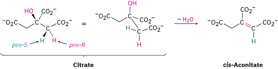 The figure shows a reaction where citrate on the elimination of water molecules by the loss of the pro-R-hydrogen forms cis-aconitate.
