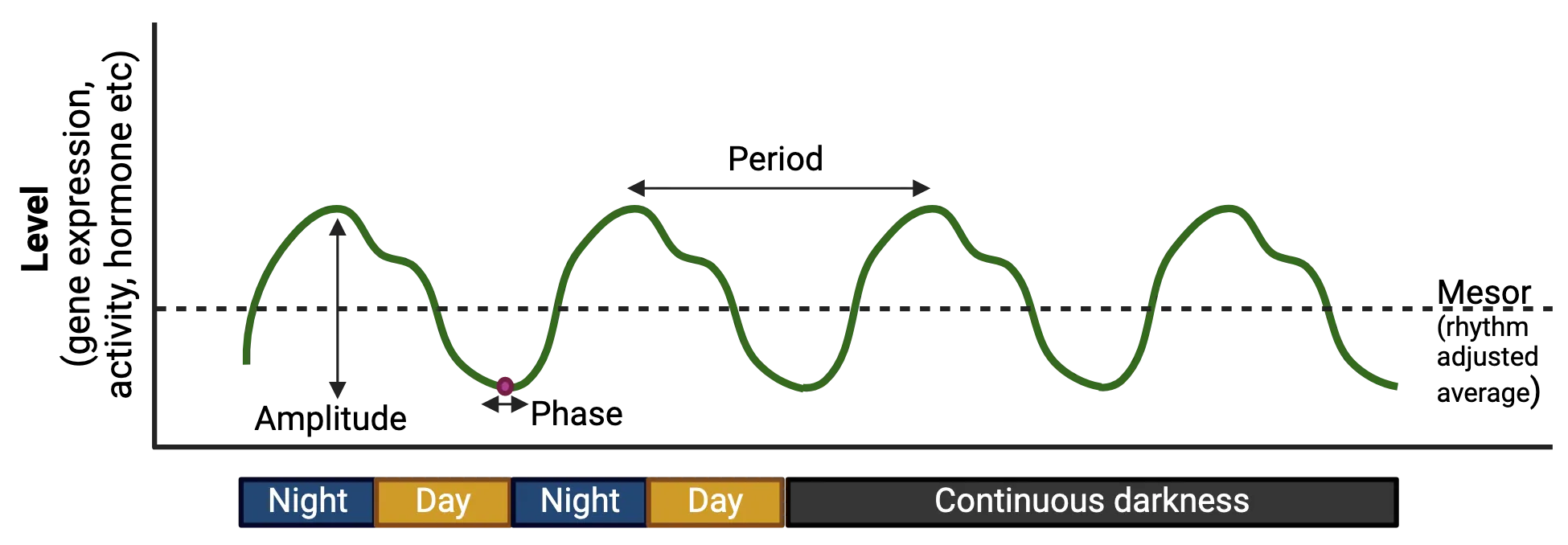 A graph of time (x axis) vs Level (gene expression, activity hormone level, etc.). Time is divided into night and day repeating twice, followed by a bar for continuous darkness. A repeating wave is shown that recycles after every day-night pair and continues to cycle in the continuous darkness. The features from the main text are highlighted.