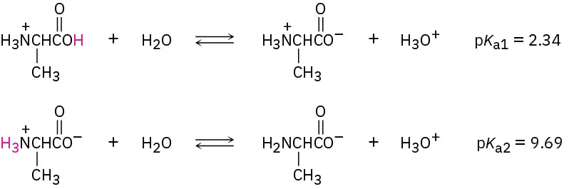 A protonated alanine reacts with water reversibly to form a zwitterion and hydronium ion. The zwitterion further reacts with water reversibly to form an anion and hydronium ion.