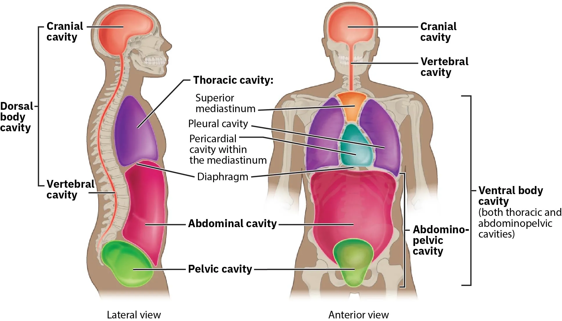 A diagram shows the cranial cavity, vertebral cavity, dorsal body cavity, abdominal cavity, pelvic cavity, thoracic cavity, superior mediastinum, pleural cavity, pericardial cavity within the mediastinum, and the diaphragm.