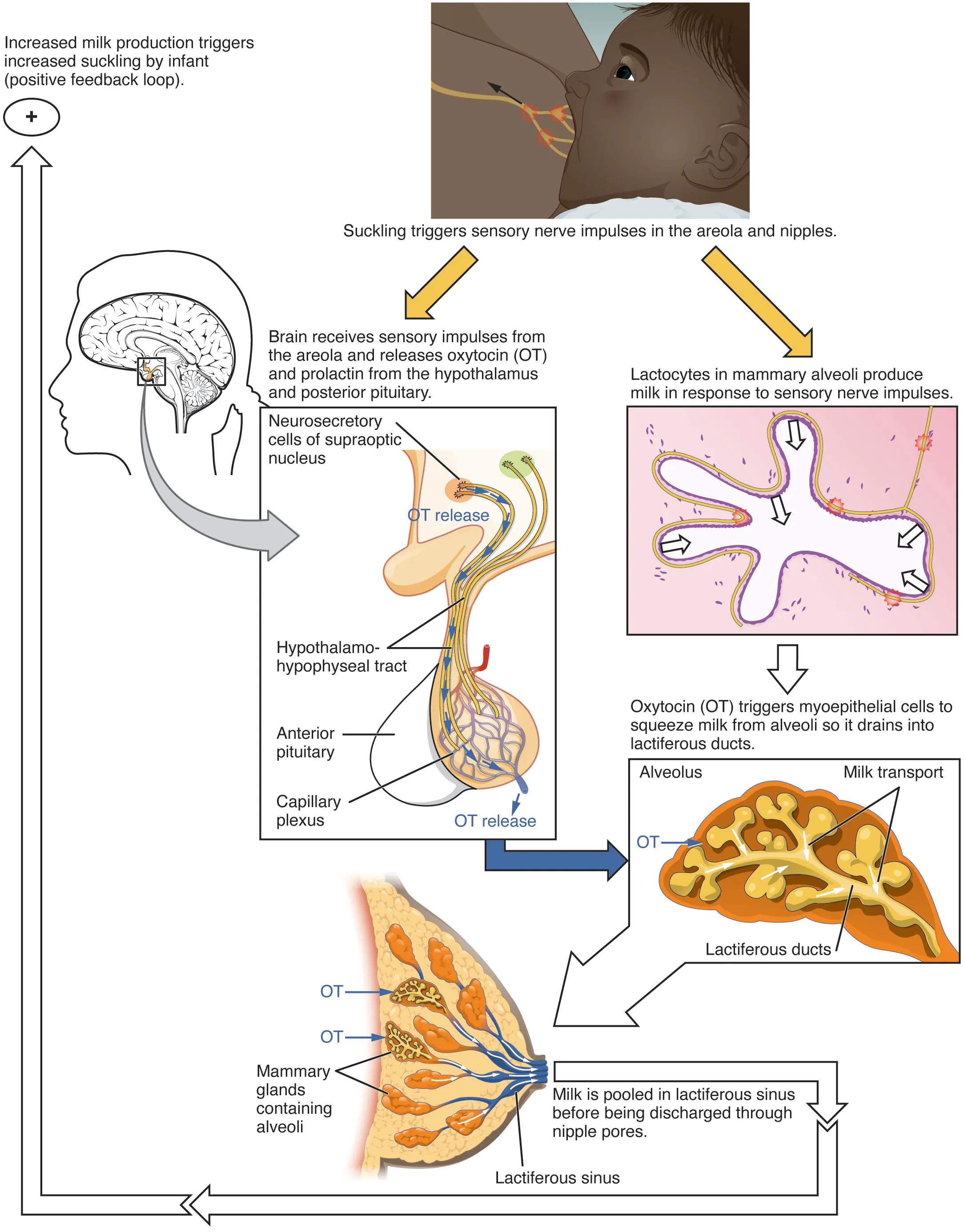 This figure shows the process of let down reflex, the process in which the brain receives sensory impulses to release the hormones necessary for producing and discharging milk to the suckling newborn.