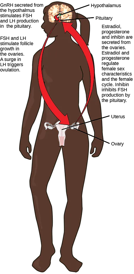 The hypothalamus secretes GnRH, which stimulates secretion of FSH and LH from the pituitary. The hypothalamus and pituitary are both found in the brain. FSH and LH stimulate follicle growth in the ovaries, and a surge in LH triggers ovulation. The two ovaries, which are located on either side of the uterus, secrete estradiol, progesterone, and inhibin. Estrodiol and progesterone regulate female sex characteristics and the menstrual cycle. Inhibin inhibits FSH production by the pituitary in a negative feedback loop.
