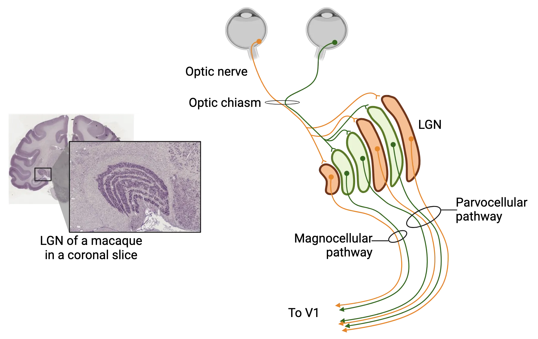 Left is a photo of a whole coronal slice of macaque brain with a zoom in on the LGN, showing 6 rows of densely packed purple dots (cell bodies) arranged in a C shape. Right is a diagram of connections from right and left eye to right LGN showing how each layer of LGN receives input from only one eye or the other. LGN neurons then project to V1, with the parvocellular pathway being the axons from the outer 4 layers of LGN and the magnocellular pathway being the axons from the inner 2 layers. Both right and left eye inputs are represented in each LGN pathway to V1.