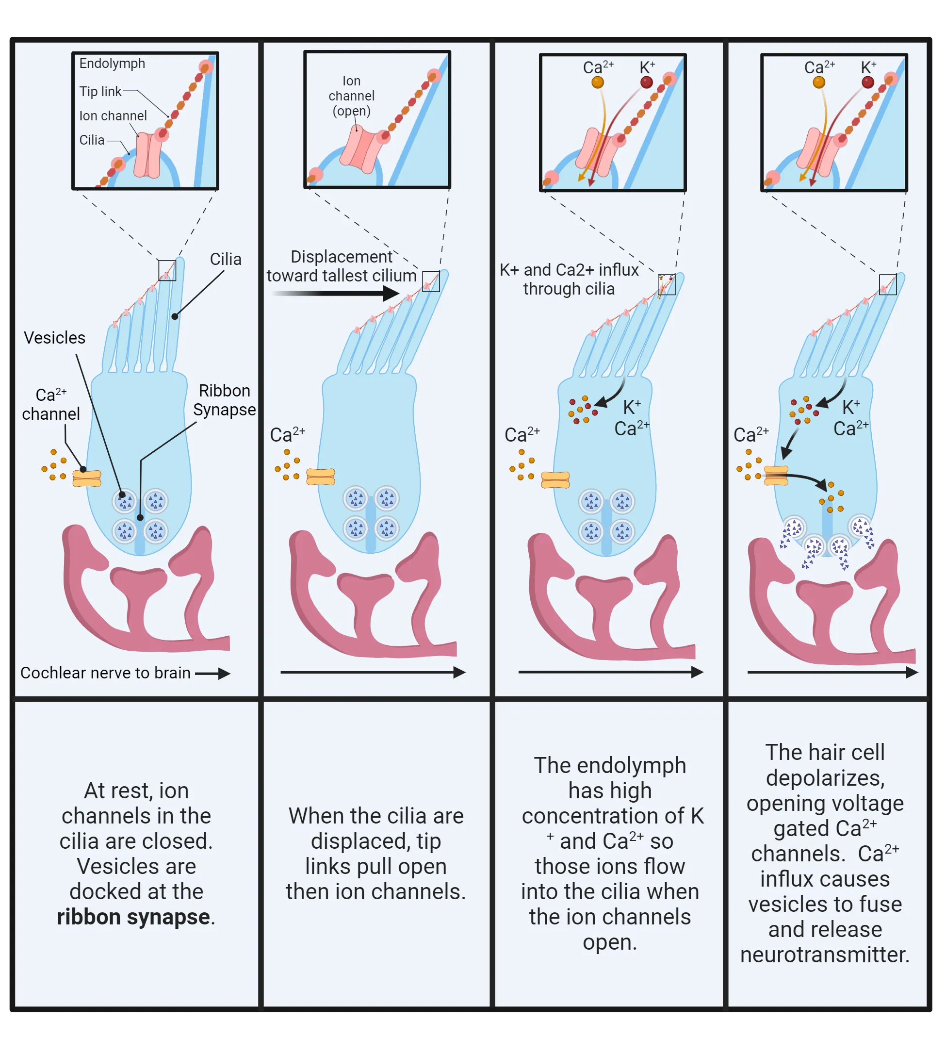 Diagram of a hair cell with tip links on top. On bottom, hair cell has vesicles with neurotransmitter above a synapse with the cochlear nerve. Upper inset shows the status of tip link channels in detail. Each panel from left to right walks through the changes in tip links, cell internal ionic flux, and neurotransmitter release as cilia move due to pressure waves pushing the cilia.