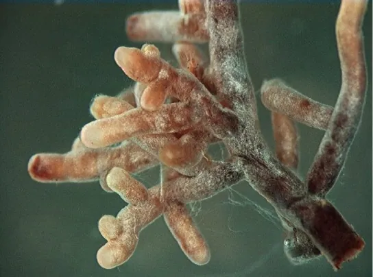 Photo shows a root with many branching tips. The surface of the root is fuzzy in appearance.