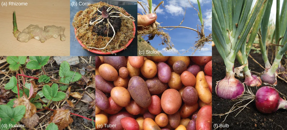 Photos show six types of modified stems: (a) Lumpy white ginger rhizomes are connected together. A green shoot projects from one end. (b) The carrion flower corm is conical-shaped, with white roots spreading from the bottom of the cone, just above the dirt. (c) Two grass plants are connected by a thick, brown stem. (d) Strawberry plants are connected together by a red runner. (e) The part of the potato plant that humans consume is a tuber. (f) The part of the onion plant that humans consume is a bulb.