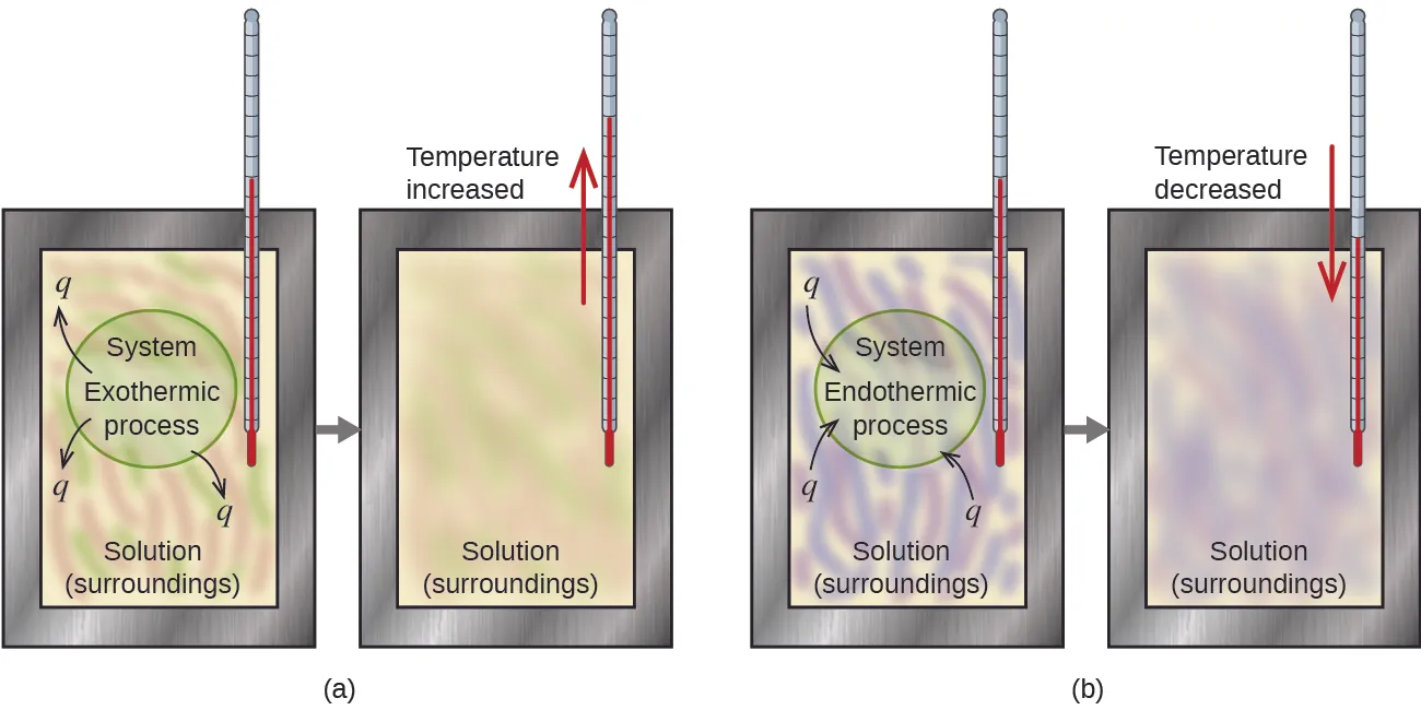 Two diagrams labeled a and b are shown. Each is made up of two rectangular containers with a thermometer inserted into the top right and extending inside. There is a right facing arrow connecting each box in each diagram. The left container in diagram a depicts a pink and green swirling solution with the terms “Exothermic process” and “System” written in the center with arrows facing away from the terms pointing to “q.” The labels “Solution” and “Surroundings” are written at the bottom of the container. The right container in diagram a has the term “Solution” written at the bottom of the container and a red arrow facing up near the thermometer with the phrase “Temperature increased” next to it. The pink and green swirls are more blended in this container. The left container in diagram b depicts a purple and blue swirling solution with the terms “Endothermic process” and “System” written in the center with arrows facing away from the terms and “Solution” and “Surroundings” written at the bottom. The arrows point away from the letter “q.” The right container in diagram b has the term “Solution” written at the bottom and a red arrow facing down near the thermometer with the phrase “Temperature decreased” next to it. The blue and purple swirls are more blended in this container.