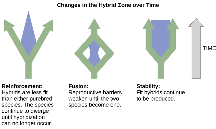 Three different possible changes in the hybrid zone may occur over time. The first possible change, reinforcement, results when hybrids are less fit than either purebred species. Like a fork in the road, the species continue to diverge until hybridization no longer occurs. The second possible change, fusion, results when reproductive barriers weaken until two species become one. In this scenario species initially diverge, but then join together. In the third scenario, stability, fit hybrids continue to be produced at a steady rate.