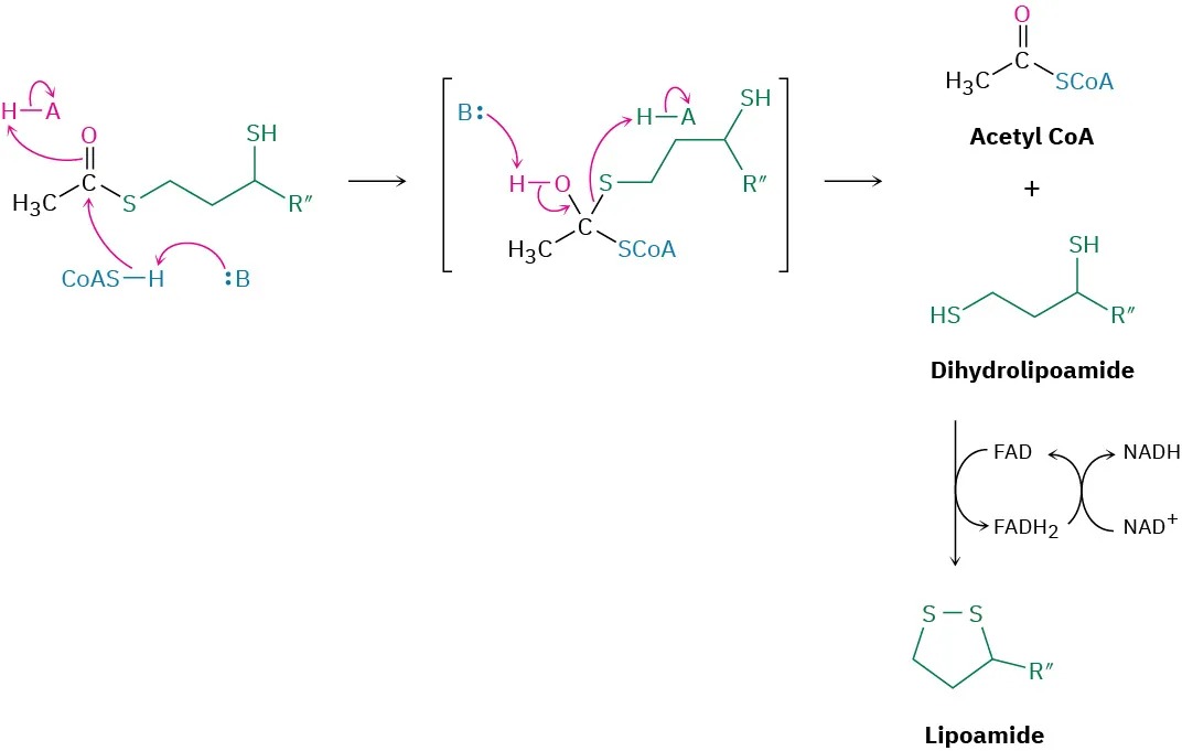Acetyldihydrolipamide undergoes nucleophilic acyl substitution with coenzyme A to yield acetyl CoA and dihydrolipoamide. Dihydrolipoamide is then reduced by flavin adenine dinucleotide to a lipoamide.