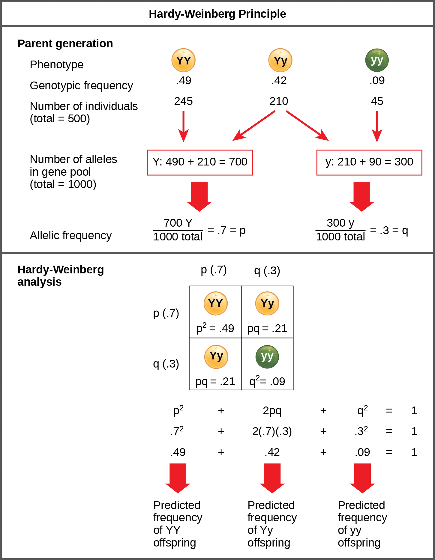 The Hardy-Weinberg principle is used to predict the genotypic distribution of offspring in a given population. In the example given, pea plants have two different alleles for pea color. The dominant capital Y allele results in yellow pea color, and the recessive small y allele results in green pea color. The distribution of individuals in a population of 500 is given. Of the 500 individuals, 245 are homozygous dominant (capital Y capital Y) and produce yellow peas. 210 are heterozygous (capital Y small y) and also produce yellow peas. 45 are homozygous recessive (small y small y) and produce green peas. The frequencies of homozygous dominant, heterozygous, and homozygous recessive individuals are 0.49, 0.42, and 0.09, respectively. Each of the 500 individuals provides two alleles to the gene pool, or 1000 total. The 245 homozygous dominant individuals provide two capital Y alleles to the gene pool, or 490 total. The 210 heterozygous individuals provide 210 capital Y and 210 small y alleles to the gene pool. The 45 homozygous recessive individuals provide two small y alleles to the gene pool, or 90 total. The number of capital Y alleles is 490 from homozygous dominant individuals plus 210 from homozygous recessive individuals, or 700 total. The number of small y alleles is 210 from heterozygous individuals plus 90 from homozygous recessive individuals, or 300 total. The allelic frequency is calculated by dividing the number of each allele by the total number of alleles in the gene pool. For the capital Y allele, the allelic frequency is 700 divided by 1000, or 0.7; this allelic frequency is called p. For the small y allele the allelic frequency is 300 divided by 1000, or 0.3; the allelic frequency is called q. Hardy-Weinberg analysis is used to determine the genotypic frequency in the offspring. The Hardy-Wienberg equation is p-squared plus 2pq plus q-squared equals 1. For the population given, the frequency is 0.7-squared plus 2 times .7 times .3 plus .3-squared equals one. The value for p-squared, 0.49, is the predicted frequency of homozygous dominant (capital Y capital Y) individuals. The value for 2pq, 0.42, is the predicted frequency of heterozygous (capital Y small y) individuals. The value for q-squared, .09, is the predicted frequency of homozygous recessive individuals. Note that the predicted frequency of genotypes in the offspring is the same as the frequency of genotypes in the parent population. If all the genotypic frequencies, .49 plus .42 plus .09, are added together, the result is one.