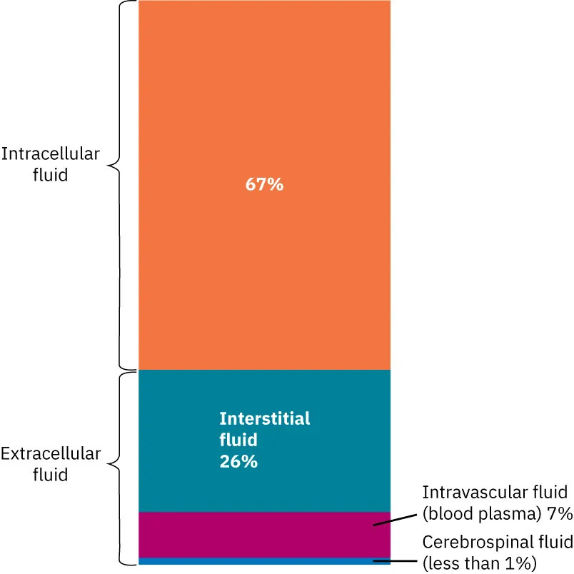 A bar graph shows intracellular fluid representing 67 percent and extracellular fluid representing 33 percent. Extracellular fluid is further subdivided into interstitial fluid 26 percent, intravascular fluid (blood plasma) 7 percent, and cerebrospinal fluid less than 1 percent.