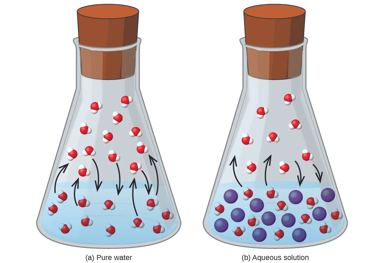 This figure contains two images. Figure a is labeled “pure water.” It shows a beaker half-filled with liquid. In the liquid, eleven molecules are evenly dispersed in the liquid each consisting of one central red sphere and two slightly smaller white spheres are shown. Four molecules near the surface of the liquid have curved arrows drawn from them pointing to the space above the liquid in the beaker. Above the liquid, twelve molecules are shown, with arrows pointing from three of them into the liquid below. Figure b is labeled “Aqueous solution.” It is similar to figure a except that eleven blue spheres, slightly larger in size than the molecules, are dispersed evenly in the liquid. Only four curved arrows appear in this diagram with two from the molecules in the liquid pointing to the space above and two from molecules in the space above the liquid pointing into the liquid below.