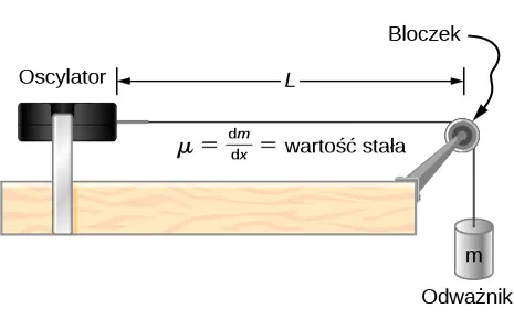 Po lewej stronie rysunku znajduje się oscylator. Struna jest przymocowana do prawej strony obudowy oscylatora. Struna jest przerzucona przez bloczek, a jej koniec zwisa pionowo. Na końcu struny znajduje się odważnik. Struna porusza się wzdłuż bloczka bez tarcia. Odległość pomiędzy bloczkiem i oscylatorem wynosi L. Odcinek ten jest opisany jako mu równa się dm dzielone przez dx równa się wartość stała.