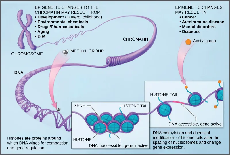 Illustration shows a chromosome that is partially unraveled and magnified, revealing the DNA double helix that had been wound around histone proteins. Histones are proteins around which DNA winds for compaction and gene regulation. Methylation of D N A and chemical modification of histone tails are known as epigenetic changes. Epigenetic changes alter the spacing of nucleosomes and change gene expression. Epigenetic changes may result from development, either in utero or in childhood, environmental chemicals, drugs, aging, or diet. Epigenetic changes may result in cancer, autoimmune disease, mental disorders, and diabetes.