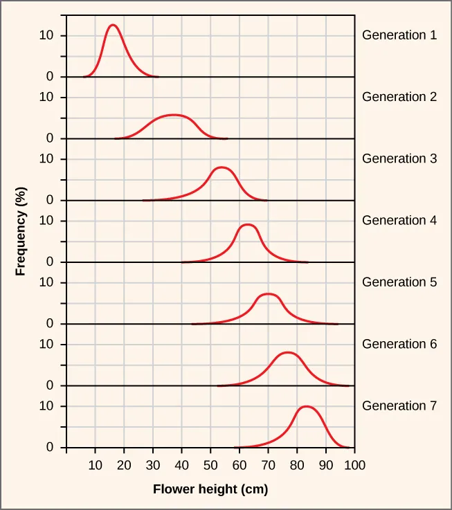 This diagram shows Frequency percent on the Y axis and Flower height, in centimeters, on the X axis. The graph is divided, vertically, into 7 bell curves, one for each Generation. From generation 1 to 7, the peak of the bell curve moves successively form the left side of the X-axis to near the right side.