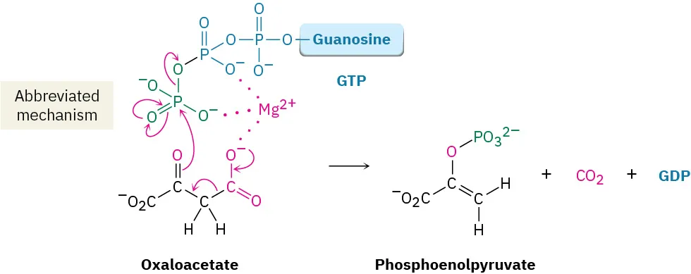 Magnesium-mediated phosphorylation of oxaloacetate with guanosine triphosphate yielded phosphoenolpyruvate, carbon dioxide, and guanosine diphosphate.