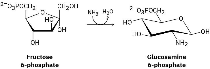 Glucosamine, one of the essential monosaccharides, is biosynthesized as its 6-phosphate derivative from fructose 6-phosphate by reaction with ammonia.