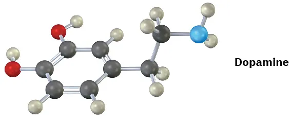The ball-and-stick model of dopamine. It comprises benzene ring with hydroxyl groups on C 1 and C 2, and C 4 has two methylene groups linked to an amine group.