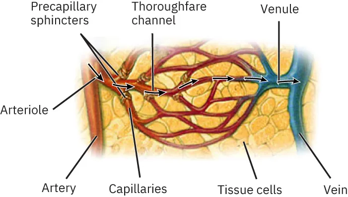 A diagram of the exchange of oxygenated and deoxygenated blood.