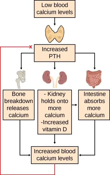 Flowchart top level shows how low blood calcium levels sensed by parathyroid gland leads to increased parathyroid hormone release at next level, which stimulates calcium absorption by kidneys and intestines and possible breakdown of bone to release calcium if necessary on next level, all of which result in higher blood calcium levels on bottom level.