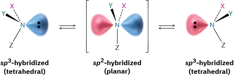 The pyramidal inversion of amine from s p 3 hybridized tetrahedral structure to s p 2 hybridized planar structure and s p 3 hybridized tetrahedral structure.