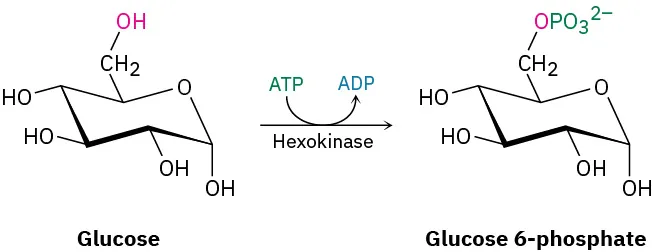The reaction of glucose with A T P in the presence of hexokinase to form glucose-6-phosphate and A D P.