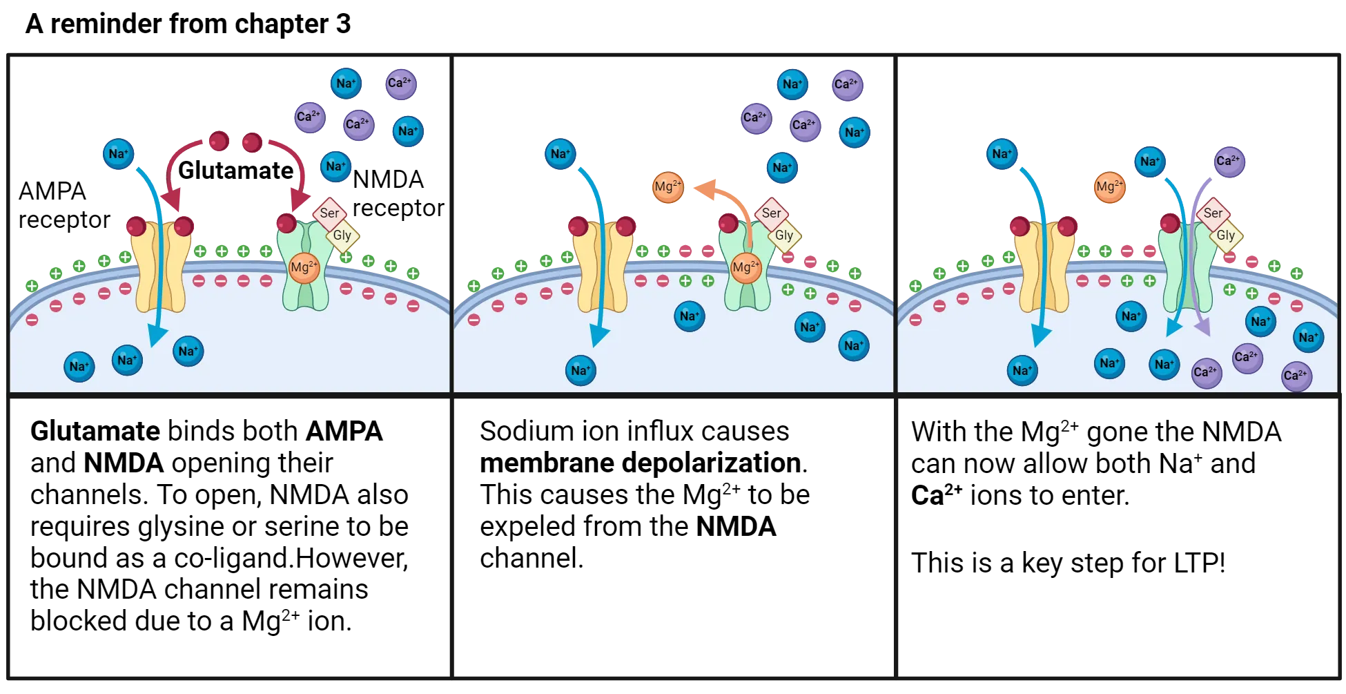 Left: Diagram of a cell membrane with 2 ionotropic receptors embedded: AMPA and NMDA. Outside the cell, Na+ and Ca2+ are abundant and the outside membrane has positive charges (inside membrane has negative). Glutamate is bound to both channels but only AMPA is open, with Na+ flowing in. NMDA has a Mg2+ in the middle of the ion pore. Center: Membrane near the NMDA channel is now positive inside, negative outside and the Mg2+ is shown leaving the NMDA ion pore. Right: Na+ and Ca2+ now flow in to the cell through the open NMDA channel.