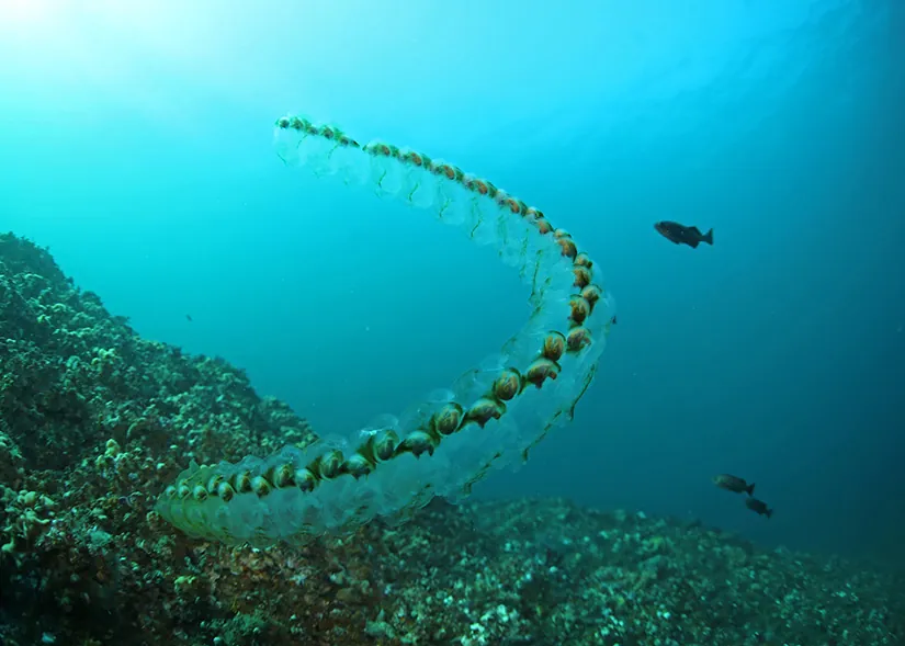 The image displays a group of salps near a coral reef.  This appears as a long, globular chain, with interior sections shaped like snails.
