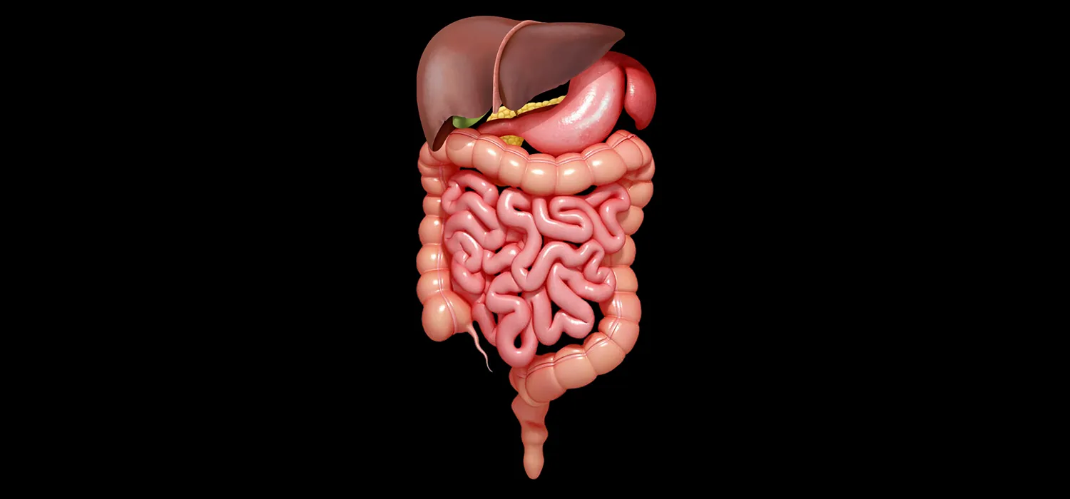 The digestive system, with the stomach, liver, pancreas, large and small intestines, and rectum illustrated.