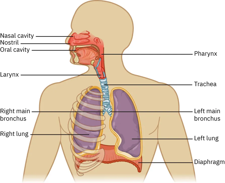 This figure shows the upper half of the human body. The major organs in the respiratory system are labeled.
