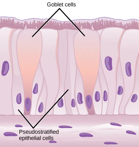 Illustration shows columnar cells arranged side-by-side. The cells are wide at the top, and thin at the bottom. Shorter columnar cells are interspersed between the lower, thin part of the tall columnar cells. Some of these cells extend to the surface of the epithelium, but they are very thin at the top. The nuclei of the tall columnar cells are located near the top, and the nuclei of the shorter columnar cells are located near the bottom, giving the appearance of two layers of cells. Cilia extend from the top of the tall columnar cells. Oval goblet cells are interspersed among the columnar epithelial cells. Beneath the columnar cells is a layer of horizontal cells.